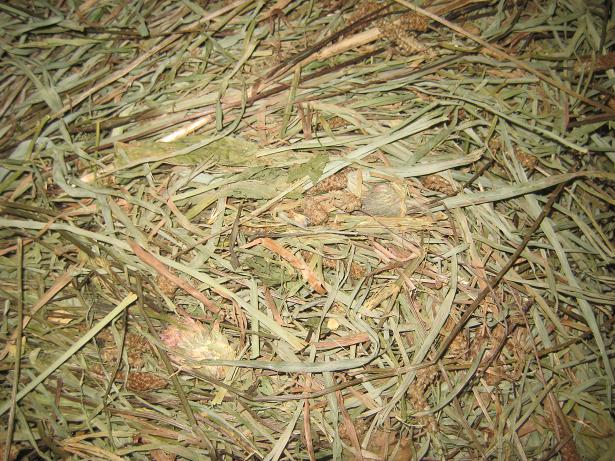 The Bunny Guy's Best Bunny Hay